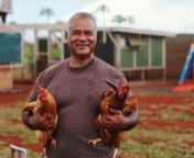 Kamakani Farms is a small family run Poultry Farm business operated by Cameron and Jacqueline Hiro along with their keiki and mo’opuna. Located on agricultural lands in the Hoolehua Homestead district on Moomomi avenue, they offer Island fresh, free range local brown eggs.nWith the help of Sustainable Molokai and Asagi Hatcheries, who helped with education and resources, they were able to start this Poultry Business back in February of 2022.nThe farm currently has 4 separate chicken coops wi