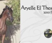 (MF Aryan El Thessa x Khaleshah Bey)nAHA # 0649083 Pending / DOB: 04/17/10 Bey Filly / SCID and CA Clear nnnAryan being inbred on Ali Jamaal makes Aryelle the perfect example of the Ali Jamaal / El Shaklan cross with extreme type and great conformation! She has a beautiful dishy-short face with great eyes and superb ears. As her sire is short backed so is Aryelle. Her body is compact with a short back and long croup, nice upright neck.... And such great movement! Available at private treaty nnRh