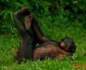 Amazing Bonobo