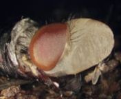 Maggot to Fly Transformation from maggot