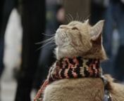 A tale of one man and his cat.nJame has written a book ,about his life and bob, &#39;A street cat named bob&#39;.nHe still does busking with bob every afternoon at covent garden, unless the weather is awful.nn2 cameras, 2 lenses and 2 men nfilm by Beomchul Kim, Kyeongseok Jo