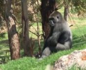 Werribee Open Range Zoo&#39;s spectacular new gorilla exhibit, Gorillas Calling, is now open!nThe &#36;3.6 million exhibit is the new home for three Western Lowland Gorillas; silverback Motaba and his two sons, Yakini and Ganyeka.