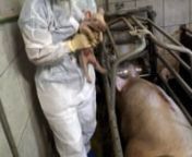 In der Europäischen Union werden täglich 250.000 Ferkel kastriert. In fast allen Fällen ohne jede Betäubung! Die Kastration fügt den Schweinen nicht nur schwere akute, sondern auch langfristige Schmerzen zu. Der wissenschaftliche Ausschuss für Tiergesundheit und Tierschutz der EU-Kommission teilt diese Ansicht.nnhttp://www.pig-vision.com