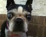 Sandy is fond of her elderly Boston Terrier, Olga. Olga romps in the garden, has a treat or two, struts around in the house and finally takes a nap. Also featured are Bowser, another Boston terrier, and Corky, a chiwawa.