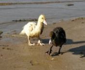 Eğirdir Altınkum Plajı&#39;nda insanların arasında beslenen 2 yavru ördek.