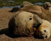 The rest of southern elephant seals on the beaches of Peninsula Valdes, Argentina, filmed by Sergei Pescei.nImages taken during the 2011 annual count of Peninsula Valdes lead by Claudio Campagna and supported by the Wildlife Conservation Society (WCS).