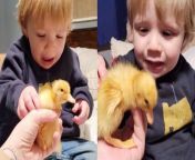 &#39;Cuteness was on full display when a baby boy held a baby duck in his hands for the first time.&#60;br/&#62;&#60;br/&#62;Shared by Carol Eifert, this delightful footage shows said youngling trying his hardest not to get freaked out on encountering a baby duck. &#60;br/&#62;&#60;br/&#62;&#92;