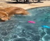 Journey, the adorable golden retriever, became terrified of toys approaching them in the swimming pool. They immediately jumped out of the pool to escape the toy attack!