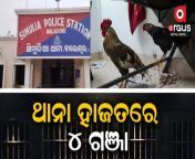 Shocking ! Roosters Held In Balasore. &#60;br/&#62;&#60;br/&#62;Argus News is Odisha&#39;s fastest-growing news channel having its presence on satellite TV and various web platforms. Watch the latest news updates LIVE on matters related to education &amp; employment, health &amp; wellness, politics, sports, business, entertainment, and more. Argus News is setting new standards for journalism through its differentiated programming, philosophy, and tagline &#39;Satyara Sandhana&#39;. &#60;br/&#62;&#60;br/&#62;To stay updated on-the-go,&#60;br/&#62;&#60;br/&#62;Visit Our Official Website: https://www.argusnews.in/&#60;br/&#62;iOS App: http://bit.ly/ArgusNewsiOSApp&#60;br/&#62;Android App: http://bit.ly/ArgusNewsAndroidApp&#60;br/&#62;Live TV: https://argusnews.in/live-tv/&#60;br/&#62;Facebook: https://www.facebook.com/argusnews.in&#60;br/&#62;Youtube : https://www.youtube.com/c/TheArgusNew...&#60;br/&#62;Twitter: https://twitter.com/ArgusNews_in&#60;br/&#62;Instagram: https://www.instagram.com/argusnewsin&#60;br/&#62;&#60;br/&#62;Argus News Is Available on:&#60;br/&#62;TataPlay channel No - 1780 &#60;br/&#62;Airtel TV channel No - 609 &#60;br/&#62;Dish TV channel No - 1369&#60;br/&#62;d2h channel No - 1757&#60;br/&#62;SITI Networks HYD - 12&#60;br/&#62;Hathway - 732&#60;br/&#62;GTPL KCBPL - 713&#60;br/&#62;SITI Networks Kolkata - 460&#60;br/&#62;&amp; other Leading Cable Networks&#60;br/&#62;&#60;br/&#62;You Can WhatsApp Us Your News On- 8480612900&#60;br/&#62;&#60;br/&#62;#Balasore #chicken #roosters #Arrest #police #Odisha #ArgusNews