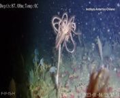 Chilean scientists announced on Friday (March 22) they discovered a rare species of sea lilies in the Antarctic. - REUTERS