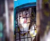 Funny Dogs and Cats of the Month – Try Not to Laugh Challenge 2020 – funny animal #funnycats450