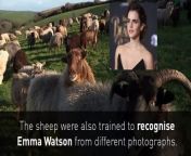 A groundbreaking study by Cambridge University shows sheep can identify familiar human faces, by using pictures of Barack Obama..
