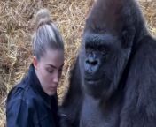 This cute video shows a conservationist sneaking food to a gorilla - so her greedy husband doesn&#39;t steal her favourite treats.&#60;br/&#62;&#60;br/&#62;Freya Aspinall, 20, has known Tambaby the female gorilla, 35, and silverback Kifu, 36, since birth.&#60;br/&#62;&#60;br/&#62;Freya said: &#92;