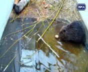 A beaver which washed up in Sandwich bay is being cared for by the RSPCA.