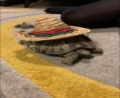 Tid, a Hermann tortoise, decided to take their friend Hugo, a dwarf hamster, for a ride. During their playtime, their owner giggled as they watched Tid make Hugo sit on their sombrero and slowly walk.
