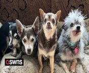Meet the residents of a &#39;senior home&#39; for elderly pets - where all the abandoned old pets get a home for life.&#60;br/&#62;&#60;br/&#62;House With a Heart is home to 13 cats and dogs and guinea pigs who have lost their families and homes - and are highly unlikely to find a new home due to their age and health.&#60;br/&#62;&#60;br/&#62;Instead they get a life-long home at the pet sanctuary in Gaithersburg, Maryland.&#60;br/&#62;&#60;br/&#62;Residents include Bella, 16, who is 112 in human years, Toby, 15, who is 105 in human years, and Marco, 18, who is 126 in human years.&#60;br/&#62;&#60;br/&#62;And much like an old folks home for humans, the residents have all their wants and needs catered for by workers and volunteers.&#60;br/&#62;&#60;br/&#62;Pet care specialist Emily Zea, 34, says it&#39;s the &#92;