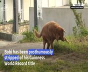 Portugal&#39;s Bobi loses oldest dog tag&#60;br/&#62;&#60;br/&#62;Bobi, once recognized as the world&#39;s oldest dog, lost its title after Guinness World Records found insufficient evidence of his age. Guinness used microchip data from the Portuguese pet database ‘SIAC.’ However, when Bobi was chipped in 2002, proof of age wasn&#39;t required for dogs born before 2008, says Guinness adjudicator Mark McKinley.&#60;br/&#62;&#60;br/&#62;Video by AFP&#60;br/&#62;&#60;br/&#62;Subscribe to The Manila Times Channel - https://tmt.ph/YTSubscribe &#60;br/&#62;&#60;br/&#62;Visit our website at https://www.manilatimes.net &#60;br/&#62;&#60;br/&#62;Follow us: &#60;br/&#62;Facebook - https://tmt.ph/facebook &#60;br/&#62;Instagram - https://tmt.ph/instagram &#60;br/&#62;Twitter - https://tmt.ph/twitter &#60;br/&#62;DailyMotion - https://tmt.ph/dailymotion &#60;br/&#62;&#60;br/&#62;Subscribe to our Digital Edition - https://tmt.ph/digital &#60;br/&#62;&#60;br/&#62;Check out our Podcasts: &#60;br/&#62;Spotify - https://tmt.ph/spotify &#60;br/&#62;Apple Podcasts - https://tmt.ph/applepodcasts &#60;br/&#62;Amazon Music - https://tmt.ph/amazonmusic &#60;br/&#62;Deezer: https://tmt.ph/deezer &#60;br/&#62;Stitcher: https://tmt.ph/stitcher&#60;br/&#62;Tune In: https://tmt.ph/tunein&#60;br/&#62;&#60;br/&#62;#TheManilaTimes&#60;br/&#62;#tmtnews&#60;br/&#62;#portugal&#60;br/&#62;#bobi&#60;br/&#62;#guinnessworldrecord