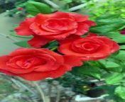 Rose flower lovers