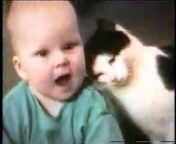 I thought I had seen the most funny cats videos, but when I saw this clip, OMG, It was awesome. &#60;br/&#62;just watch it!