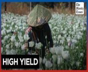 Myanmar farmers turn to growing poppies as main source of income&#60;br/&#62;&#60;br/&#62;Amid Myanmar&#39;s conflict and political instability, many farmers turn to poppy farming as their main source of income, extracting opium resin that&#39;s refined into heroin for global trade, resulting in Myanmar becoming the world&#39;s largest producer in 2023, surpassing Afghanistan.&#60;br/&#62;&#60;br/&#62;Video by AFP&#60;br/&#62;&#60;br/&#62;Subscribe to The Manila Times Channel - https://tmt.ph/YTSubscribe &#60;br/&#62;&#60;br/&#62;Visit our website at https://www.manilatimes.net &#60;br/&#62;&#60;br/&#62;Follow us: &#60;br/&#62;Facebook - https://tmt.ph/facebook &#60;br/&#62;Instagram - https://tmt.ph/instagram &#60;br/&#62;Twitter - https://tmt.ph/twitter &#60;br/&#62;DailyMotion - https://tmt.ph/dailymotion &#60;br/&#62;&#60;br/&#62;Subscribe to our Digital Edition - https://tmt.ph/digital &#60;br/&#62;&#60;br/&#62;Check out our Podcasts: &#60;br/&#62;Spotify - https://tmt.ph/spotify &#60;br/&#62;Apple Podcasts - https://tmt.ph/applepodcasts &#60;br/&#62;Amazon Music - https://tmt.ph/amazonmusic &#60;br/&#62;Deezer: https://tmt.ph/deezer &#60;br/&#62;Tune In: https://tmt.ph/tunein&#60;br/&#62;&#60;br/&#62;#TheManilaTimes&#60;br/&#62;#tmtnews&#60;br/&#62;#myanmar&#60;br/&#62;#opium&#60;br/&#62;#myanmarconflict