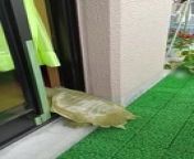 This soft-shelled turtle, San-chan, opened the sliding door on his own with one of his limbs and got inside the house.