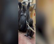 Teething baby gorilla copies mother by chewing on bamboo stickSource: Zoo Atlanta