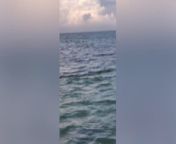 A stunned onlooker captured a once-in-a-lifetime moment when she spotted a dog swimming out to sea and playing chase with a wild dolphin. Marcella Williams, 49, couldn’t believe her eyes when she saw the pooch off the coast, swimming in circles as it chased a dolphin&#39;s fin. According to Marcella, who lives in Belize City, Belize, she had been searching for fishing bait around 10 miles away from her home when she heard a dog barking out in the waters. Looking off the coast near Gallow&#39;s Point, Marcella then saw the dog&#39;s head bobbing, swimming around as it circled the dolphin. To Marcella&#39;s surprise, the dolphin seemed to enjoy the unique interaction, too. She then captured the moment on video to show her two children – before later posting it on social media so her friends and family could also witness the moment which immediately went viral.