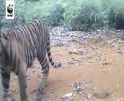 WWF camera trap yields first-time film of tigress and cubs in Sumatra, Indonesia. See more: http://panda.org/tiger&#60;br/&#62;&#60;br/&#62;Estimates indicate that the world tiger population has fallen by over 95% since the turn of the 20th century down to the current estimate of around 3,200 inidividuals. Three subspecies Bali, Javan and Caspian tigers were extinct by the 1980s.&#60;br/&#62;&#60;br/&#62;2010 is the Year of the Tiger in the Chinese calendar. It could also be the last opportunity to save the species in the wild.