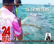 Nagbayanihan ang mga taga-bayan ng Uson sa Masbate para ma-rescue ang isang na-stranded na sperm whale sa kanilang karagatan. Mailigtas kaya nila ito?&#60;br/&#62;&#60;br/&#62;&#60;br/&#62;24 Oras is GMA Network’s flagship newscast, anchored by Mel Tiangco, Vicky Morales and Emil Sumangil. It airs on GMA-7 Mondays to Fridays at 6:30 PM (PHL Time) and on weekends at 5:30 PM. For more videos from 24 Oras, visit http://www.gmanews.tv/24oras.&#60;br/&#62;&#60;br/&#62;#GMAIntegratedNews #KapusoStream&#60;br/&#62;&#60;br/&#62;Breaking news and stories from the Philippines and abroad:&#60;br/&#62;GMA Integrated News Portal: http://www.gmanews.tv&#60;br/&#62;Facebook: http://www.facebook.com/gmanews&#60;br/&#62;TikTok: https://www.tiktok.com/@gmanews&#60;br/&#62;Twitter: http://www.twitter.com/gmanews&#60;br/&#62;Instagram: http://www.instagram.com/gmanews&#60;br/&#62;&#60;br/&#62;GMA Network Kapuso programs on GMA Pinoy TV: https://gmapinoytv.com/subscribe