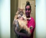 These cats are hilarious! Watch the best of cute and funny cat videos to make your day.&#60;br/&#62;Cats Attacking People Compilation &#124; Cat Slapping Their Owner &#124; Funny Cat Videos &#60;br/&#62;#funnycats #cutecats