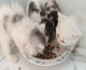 The Most Beautiful And Naughty Kittens Eating Chicken For The First Time