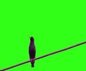 bird singing green screen