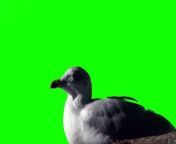 Bird Green Screen - The Seagull