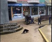 Footage captured showing an otter travelling through Bow Street, Clarach an Aberystwyth town centre from bow anu anty