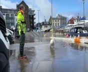 Video shows swan being shepherded out of floods in Douglas