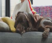 Which pet would speak first, dogs or cats? Buzz60’s Keri Lumm shares the results of a new study conducted by OnePoll on behalf of Healthy Paws.