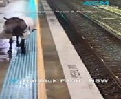 A retired racehorse, looking bewildered, was caught on CCTV entering Warwick Farm station, wandering the platform and startling commuters, who scrambled to hide or run from the unexpected visitor.