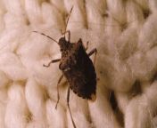 In the UK, there are nearly ten thousand hotel rooms, with approximately 80% occupancy daily. However, recent research indicates a potential unwelcome guest sharing your room: bed bugs. Over the past two years, UK hotels have experienced a staggering 278% surge in bed bug levels, compiled from 2.5 million stays nationwide. &#60;br/&#62;&#60;br/&#62;2024 appears to be the worst year yet, with the first three months showing over five times the bed bug cases compared to last year&#39;s same period. This follows a Paris outbreak six months ago, where travelers shared images of bed bugs in local transport, high-speed trains, and Charles de Gaulle airport. There&#39;s now a call for the industry to improve transparency in bed sheet cleanliness for better guest experience.