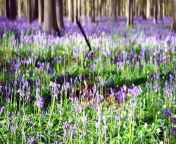 For a couple of weeks every spring, millions of blooming bluebells form a breathtaking violet-blue carpet on the forest floor of the Hallerbos wood just outside Brussels. Tens of thousands of visitors from as far afield as India, Finland and Japan flock each year to what was once one of Belgium&#39;s best-kept secrets.