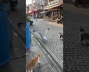 This cat and seagull eagerly awaited for the person to offer them some fish as treats. The bird and the cat competed for the fish, and the one that got nearer to the treat quickly gobbled it down.