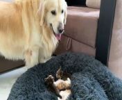 Golden Retriever Reacts to Tiny Kittens in his Bed from tiny po