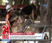 Ang mga furbaby, kapag sinanay, maaasahan ding sumabak sa mas malaking misyon, tulad ng rescue operations! Gaya ng 30 sumabak sa pagsasanay ng MMDA K9 Corps volunteer group!&#60;br/&#62;&#60;br/&#62;&#60;br/&#62;24 Oras Weekend is GMA Network’s flagship newscast, anchored by Ivan Mayrina and Pia Arcangel. It airs on GMA-7, Saturdays and Sundays at 5:30 PM (PHL Time). For more videos from 24 Oras Weekend, visit http://www.gmanews.tv/24orasweekend.&#60;br/&#62;&#60;br/&#62;#GMAIntegratedNews #KapusoStream&#60;br/&#62;&#60;br/&#62;Breaking news and stories from the Philippines and abroad:&#60;br/&#62;GMA Integrated News Portal: http://www.gmanews.tv&#60;br/&#62;Facebook: http://www.facebook.com/gmanews&#60;br/&#62;TikTok: https://www.tiktok.com/@gmanews&#60;br/&#62;Twitter: http://www.twitter.com/gmanews&#60;br/&#62;Instagram: http://www.instagram.com/gmanews&#60;br/&#62;&#60;br/&#62;GMA Network Kapuso programs on GMA Pinoy TV: https://gmapinoytv.com/subscribe