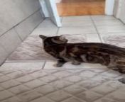 While in their bath, this person dipped the cat&#39;s tail into water and put the cat down on the floor. Then, she started spinning to catch her tail, making her owner laugh.