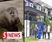 Wild boars, a common sight at Shah Alam’s Bukit Bandaraya residential area, have been trashing rubbish bins outside houses and digging up soft landscape as it forages for food, out of hunger.&#60;br/&#62;&#60;br/&#62;WATCH MORE: https://thestartv.com/c/news&#60;br/&#62;SUBSCRIBE: https://cutt.ly/TheStar&#60;br/&#62;LIKE: https://fb.com/TheStarOnline&#60;br/&#62;