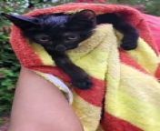 Zeba's cat rescue work from felicia cat girl porn