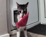 A mischievous moggy has turned his back on hunting mice - and has been bringing back pieces of litter through his cat flap instead.&#60;br/&#62;&#60;br/&#62;Nine-month-old Tofu has been bringing plastic containers, a roll of poo bags and even a lamb shank bone back to his home. &#60;br/&#62;&#60;br/&#62;His owner, Jane Sweet, has caught the white and brown kitten on a camera bringing back rubbish through his cat flap and proudly placing them around his home.&#60;br/&#62;&#60;br/&#62;He was taken in by Miss Sweet, from Stevenage, Herts, after she found him as a stay kitten in the pouring rain last September.&#60;br/&#62;&#60;br/&#62;Miss Sweet, 41, said: &#92;