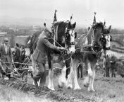 Take a step back in time to November 1980 and have a look through these photographs from the Farming Life archives.&#60;br/&#62;One of the photographs John McKee from Kilroot Ploughing Society who is seen at the international ploughing match which was held at Moira. He was to represent Northern Ireland in the 1981 world match. &#60;br/&#62;Also at the same ploughing match were Thomas McAleese from Ballycastle Ploughing Society who is seen in action with his stylish pair of Clydesdales. &#60;br/&#62;Meanwhile, tThe King of the River for 1980 was Adrian Logue from Belfast. He landed 63 salmon from Irish waters during 1980. He told the News Letter: “The Agivey is a marvellous river. It is full of salmon with good water and good holding pools. I don’t normally fish the Agivey until late in the year but I’ll be on it earlier next year.” &#60;br/&#62;See who you can spot in our collection of old photographs from the Farming Life archives. &#60;br/&#62;And of course, feel free to get in touch via email at darryl.armitage@nationalworld.com.