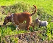 Here&#39;s what happens when a tiny lamb imprints on an alpha dog!