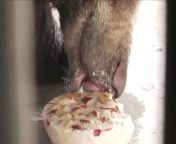 With a full-fledged heat wave hitting India, this zoo in Jaipur is taking special steps to make sure the animals here stay cool. Watch brown bears snack on fruit ice cream and deer snack on watermelon!