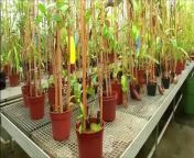 Artificial intelligence is a powerful tool capable of sifting through millions or even billions of lines of data in a flash. Which is why biologists are now looking to utilize AI to analyze and sequence 1.8 billion lines of genetic code, creating what they are calling a family tree for nearly 10,000 plants.